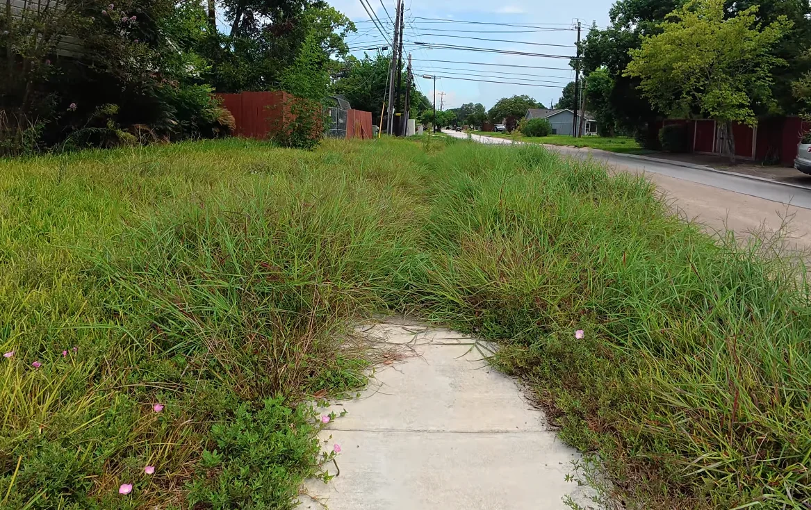 lawn service aiken sc before — weedy overgrown lot with thick brush growth