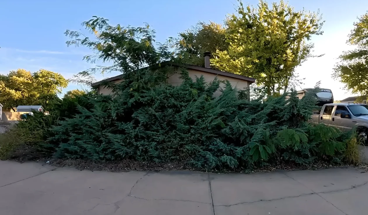 aiken lawn care overgrown shrubs before removal — massive juniper overgrowth covering entire home front