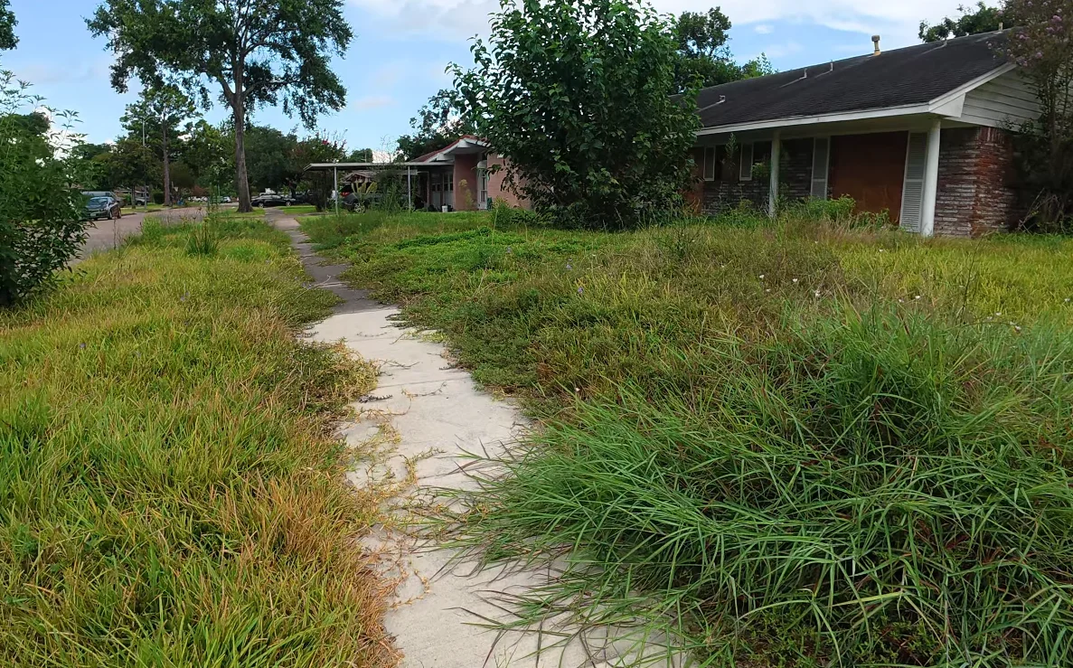 lawn service aiken sc aeration results — healthy thick lawn showing recovery after core aeration treatment in fall