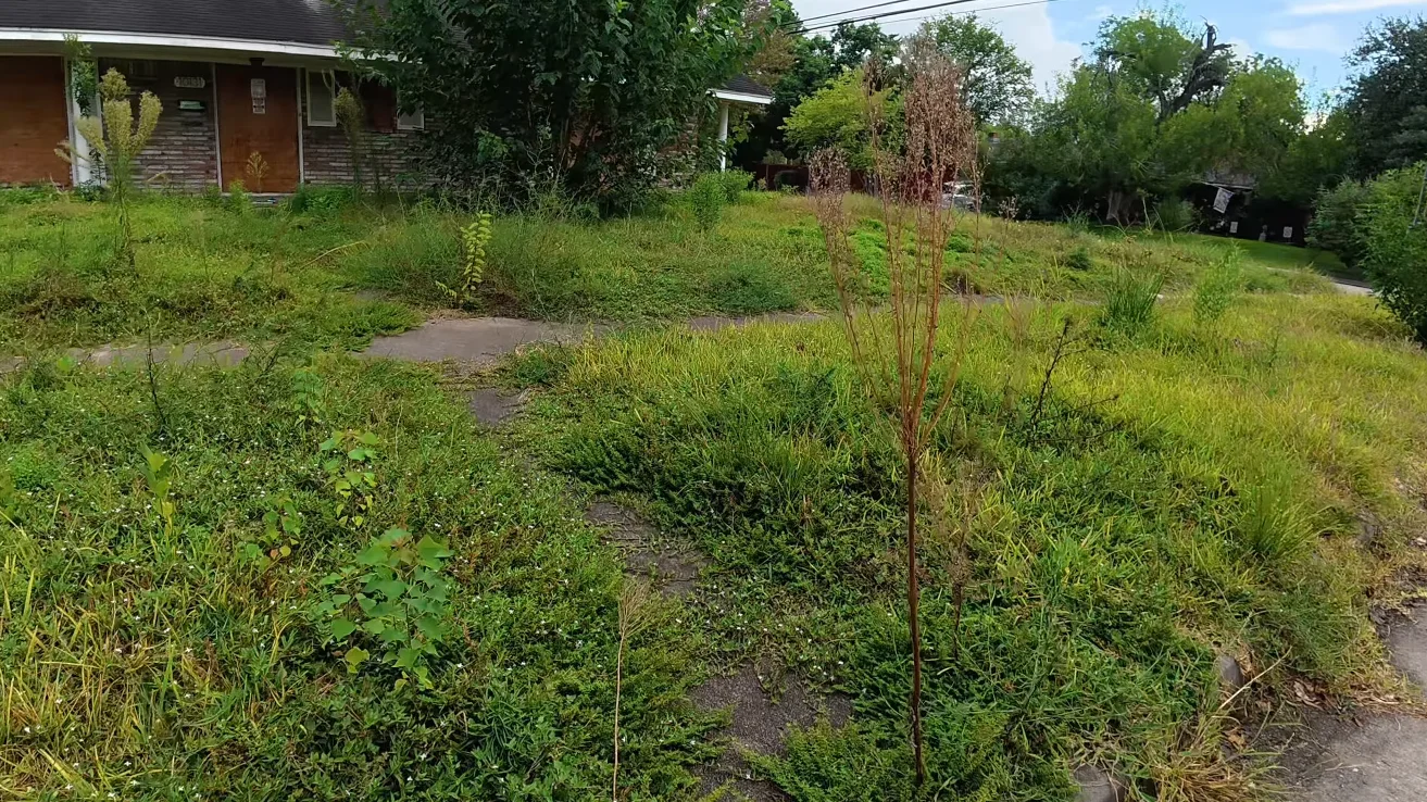 lawn service aiken sc weed problem — overgrown yard showing crabgrass and broadleaf weed pressure before treatment